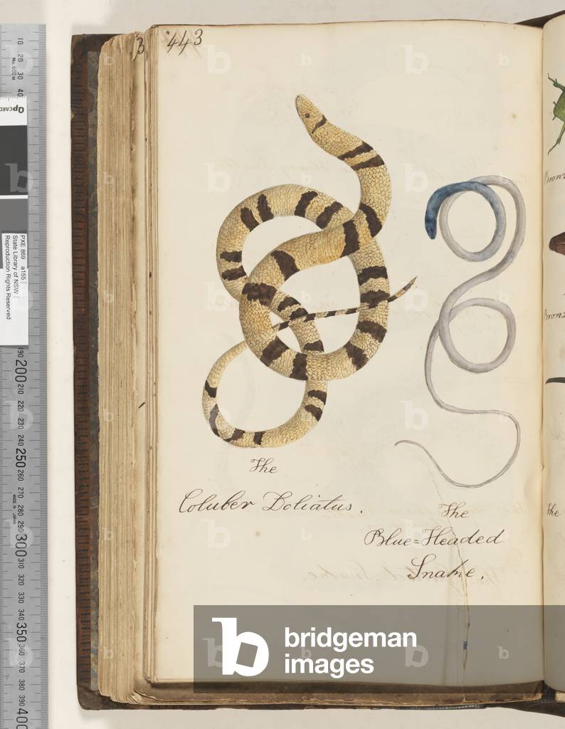 Page 443. The Coluber Doliatus; the Blue Headed Snake, 1810-17 (w/c & manuscript text)