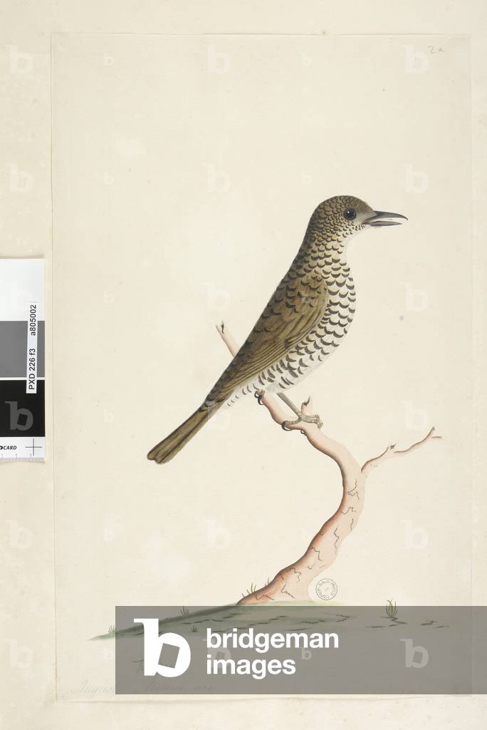 Page 3. Turdus. below title in different hand August natural size. Ground Thrush Zoothera lunulata, 1791-92 (w/c)
