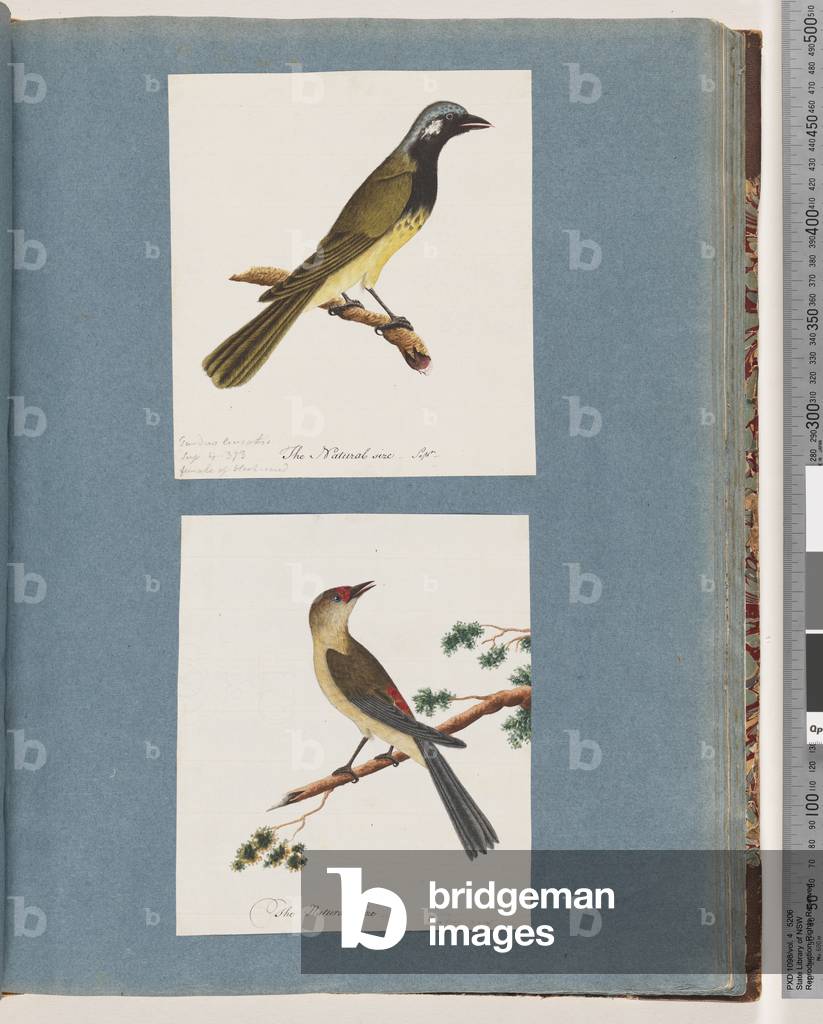 Page 56. Unidentified bird. Turdus leucotis. 57. Red-browed Finch. Turdus new (w/c on paper)