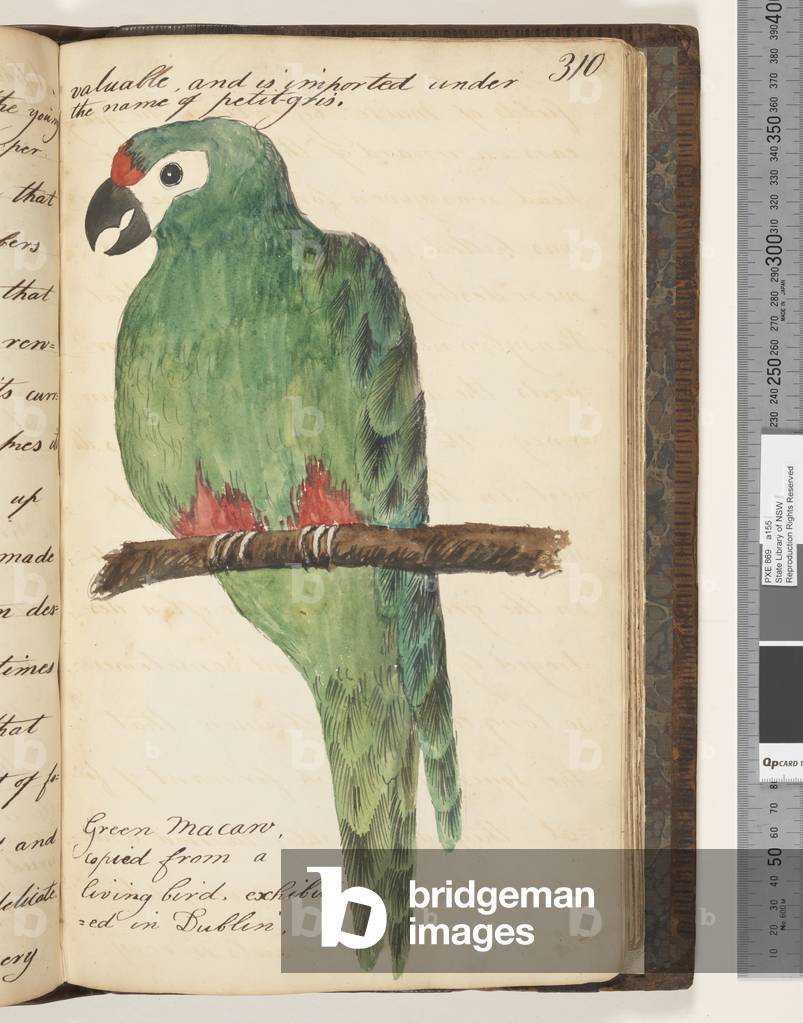 Page 310. Green Macaw, copied from a living bird, exhibited in Dublin, 1810-17 (w/c & manuscript text)
