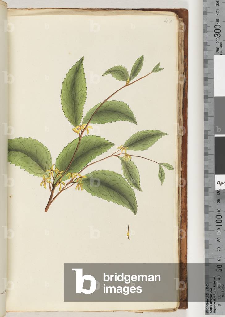 Page 48. Unidentified plant  (w/c)