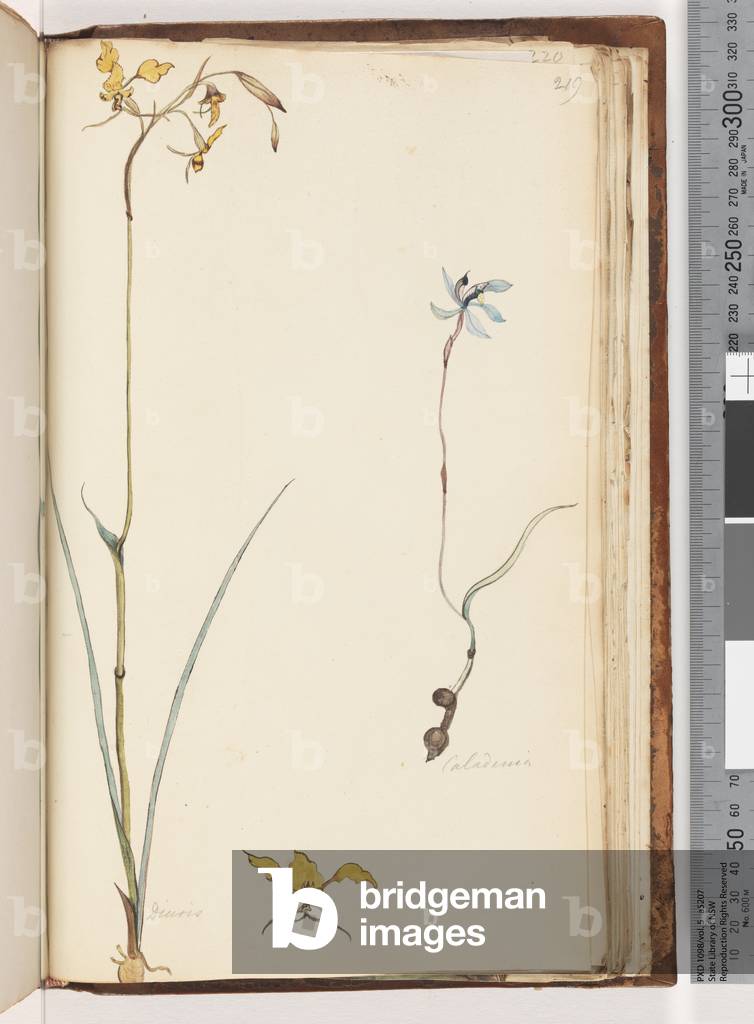Page 219. Caladenia / Diuris two plants (w/c)