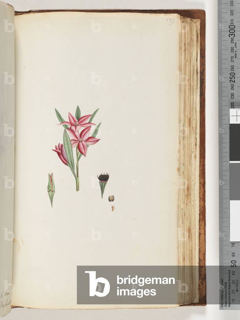 Page 139. Unnamed flowering plant (Watling 447/382) (w/c)