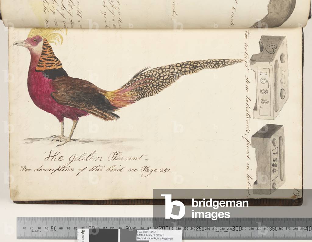 Page 19. Two antient stone inkstands; the Golden Pheasant, 1810-17 (w/c & manuscript text)