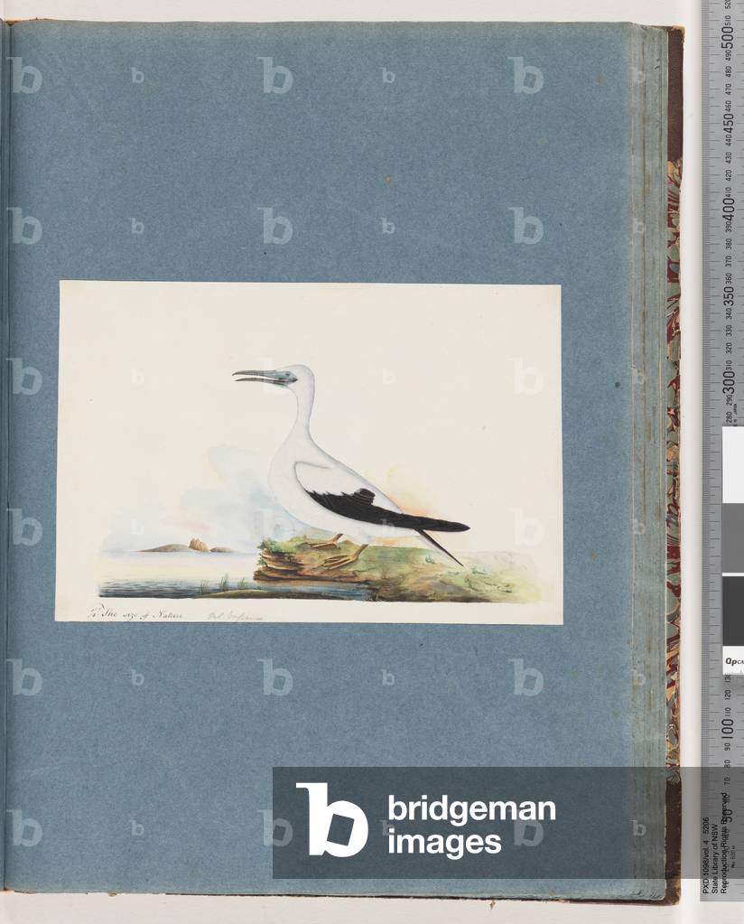 Page 91. Unidentified bird. Pel. borssanus (w/c on paper)