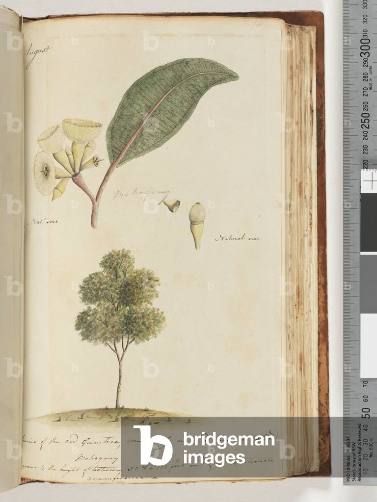 Page 149. Natural Size, A Species of the red Gum Tree, commonly in N.S.W called, Mohogony (w/c)
