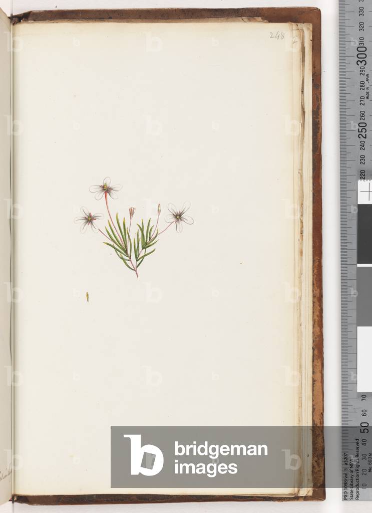 Page 248. Unidentified plant (w/c)