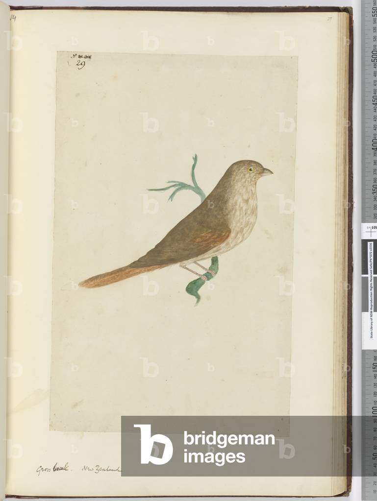 F.29 Gross beak. New Zealand, 1772-75 (w/c)