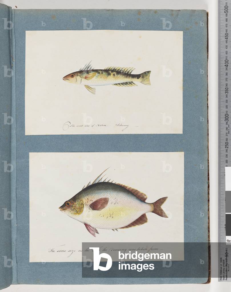 Page 13. Unidentified fish. 14. Unidentified fish (w/c on paper)