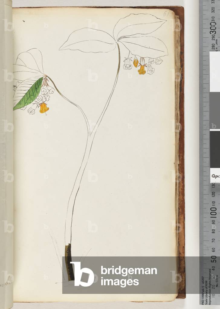 Page 61. No inscription, unfinished drawing (w/c)