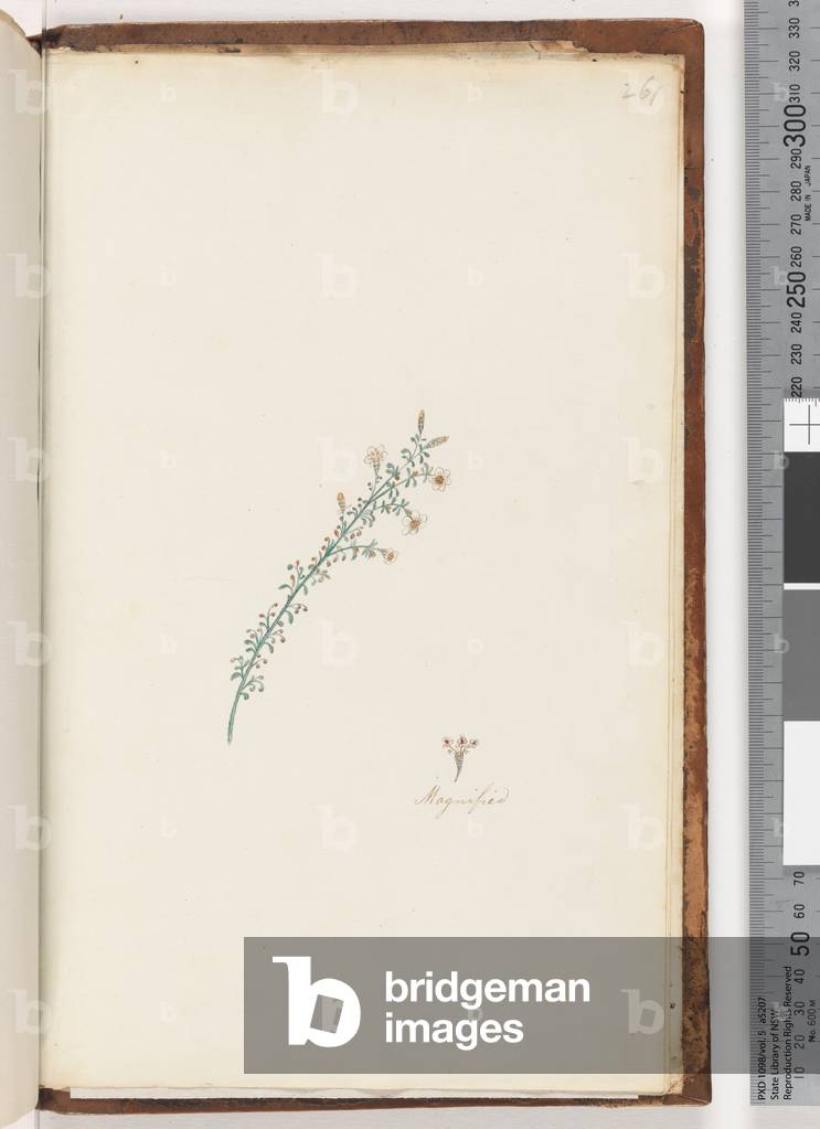Page 261. Unidentified plant (w/c)