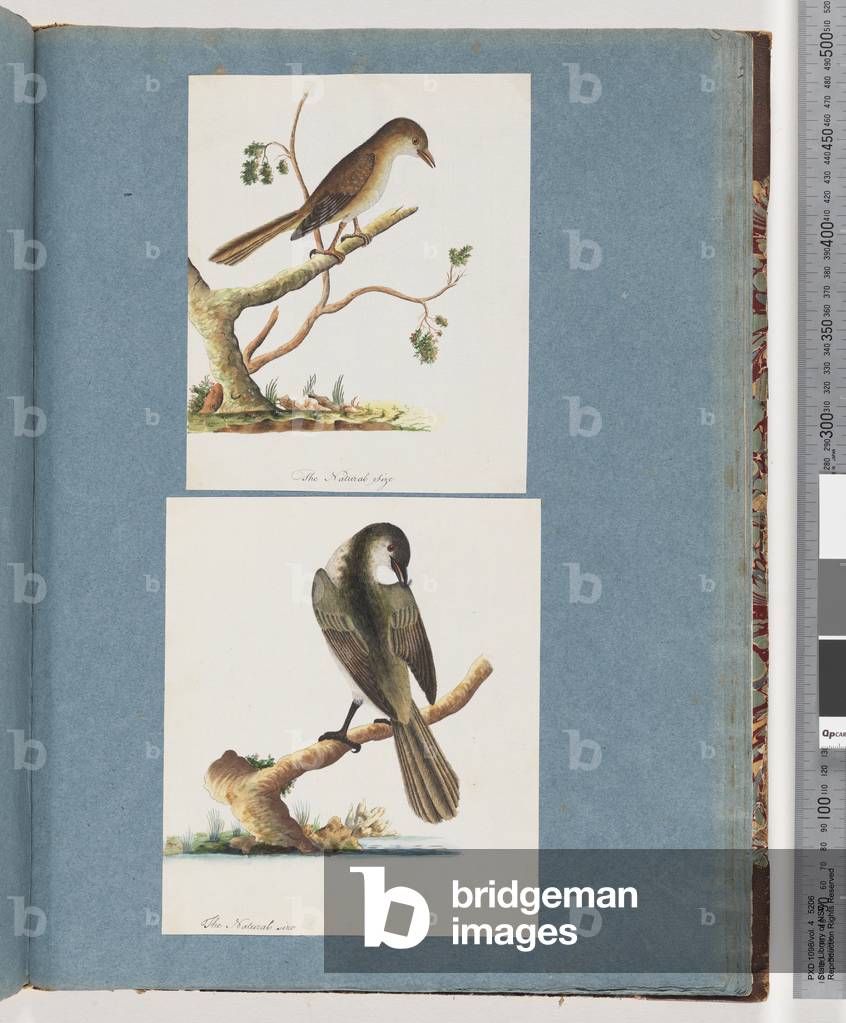 Page 113. Unidentified Bird. 114. Unidentified Bird (w/c on paper)