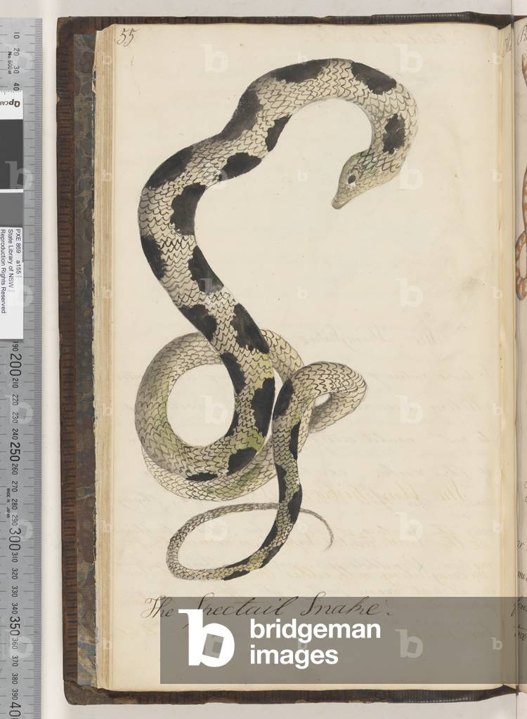 Page 55. The Spectail snake, 1810-17 (w/c & manuscript text)