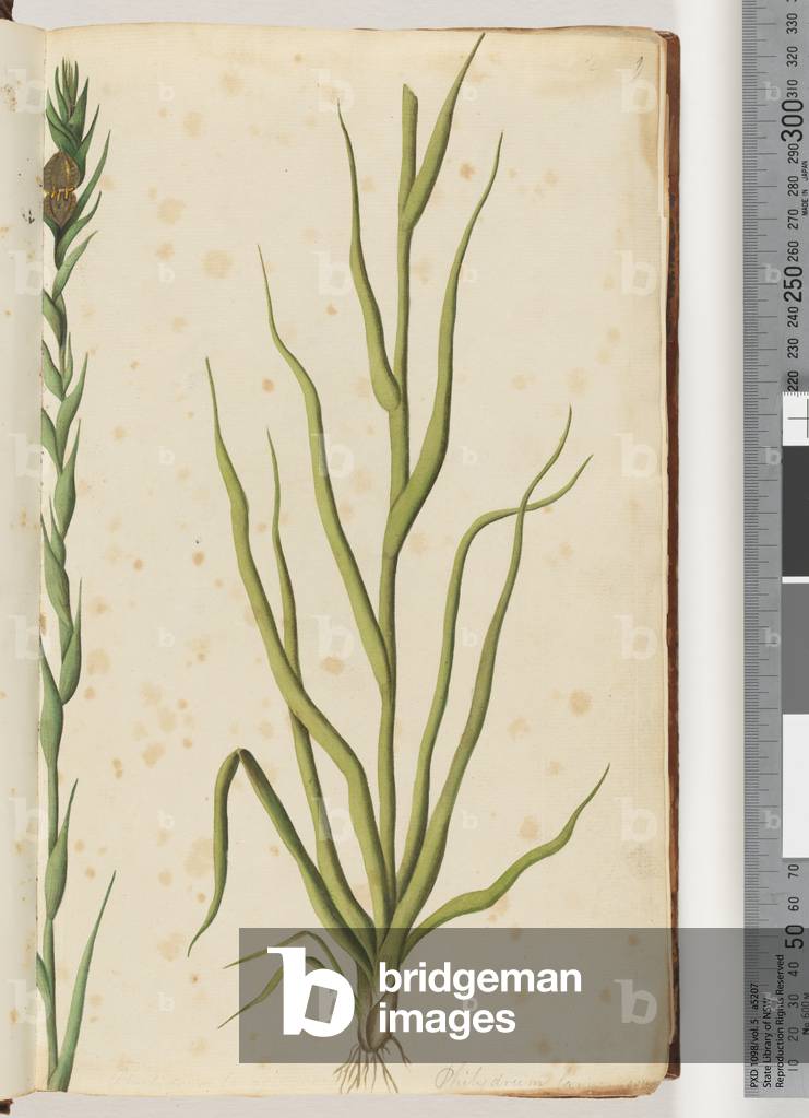 Page 1. Philydrum lanuginosum (w/c)