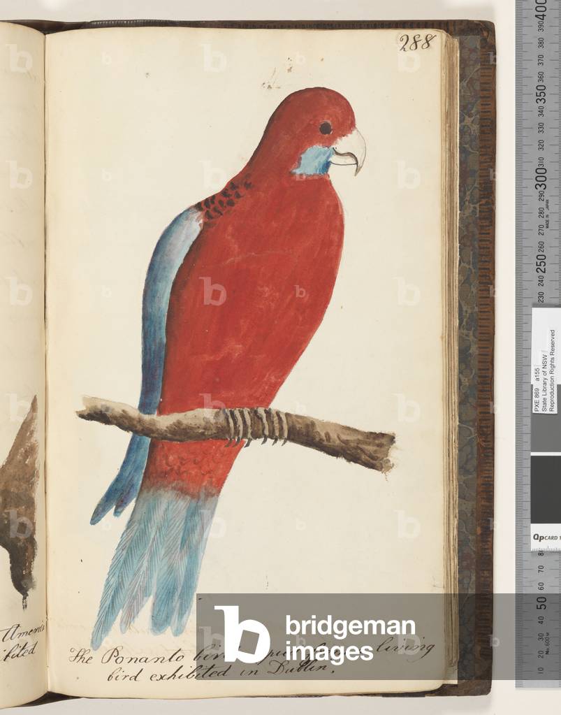 Page 288. The Ponanto bird, copied from a living bird exhibited in Dublin, 1810-17 (w/c & manuscript text)