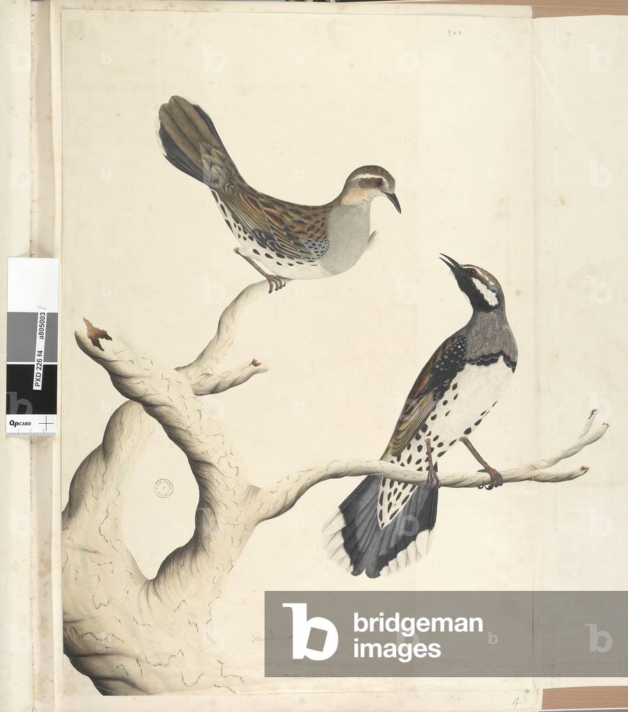 Page 4. Turdus. in a different hand Drawn the natural size being the only two of the kind as yet seen on the Colony, June 1792 Spotted Quail Thrush Cinclosoma punctatum, 1791-92 (w/c)