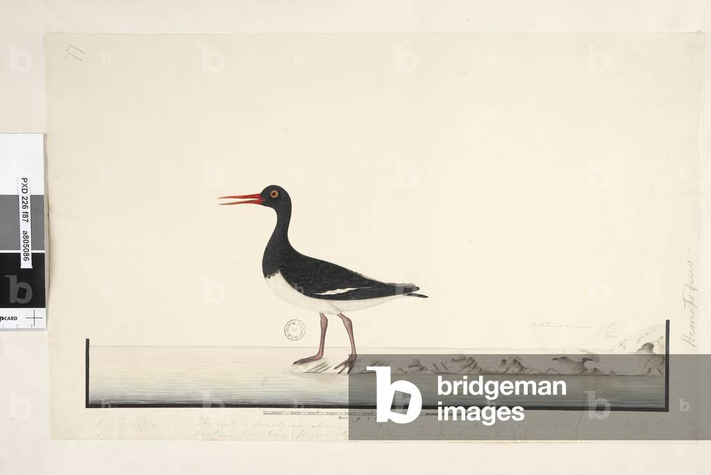 Page 87. Hematopus. at lower right in different hand September. along lower edge in third hand The male & female are always seen together on the rocks & low points but have entirely left the Harbour from being frequently disturbed, the iris is very bright. above sketch at right natural size of the toe Pied Oyster, Catcher Haematopus Longirostris, 1791-92 (w/c)