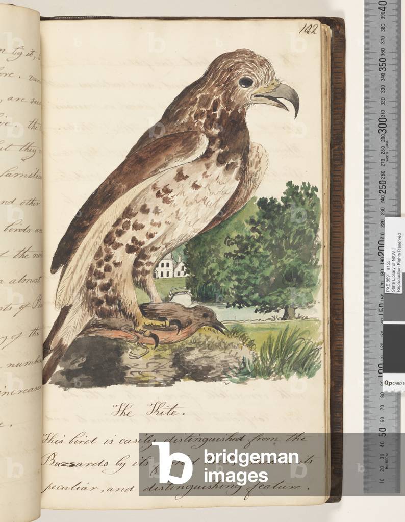 Page 102. The Kite, 1810-17 (w/c & manuscript text)