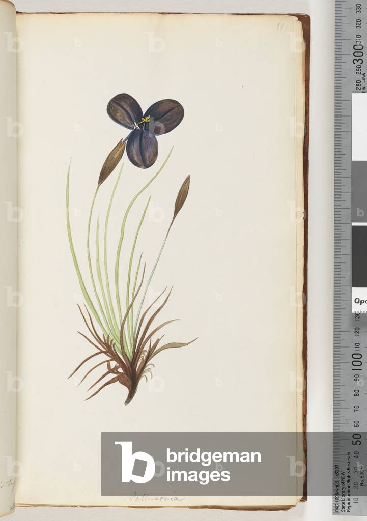 Page 11. Pattersonia (w/c)