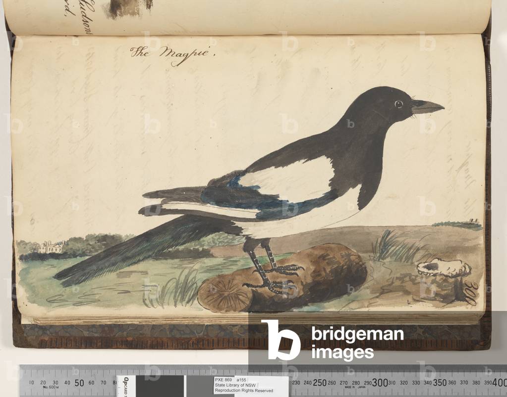 Page 300. The Magpie, 1810-17 (w/c & manuscript text)