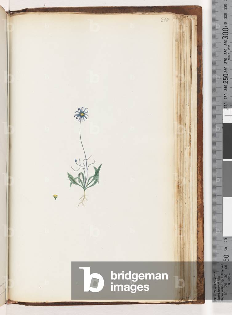 Page 200. Unidentified plant (w/c)