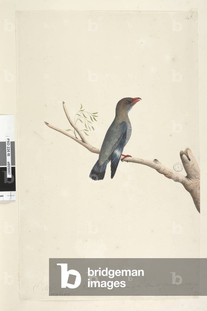 Page 8. Coraciae. along lower edge in different hand October. Reduced to half the size of the Bird the Drawing was taken from Dollar, Bird Eurystomus orientalis, 1791-92 (w/c)