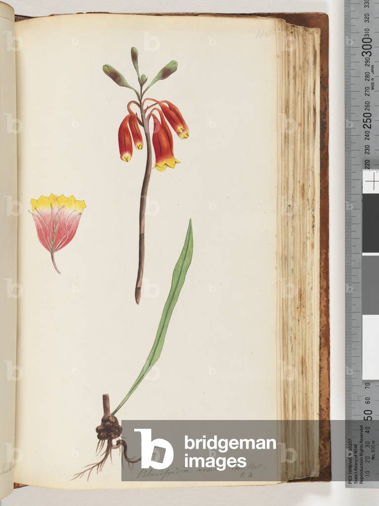Page 110. Blandfordia nobilis Exot. Bot / t. 4. Christmas Bell (w/c)