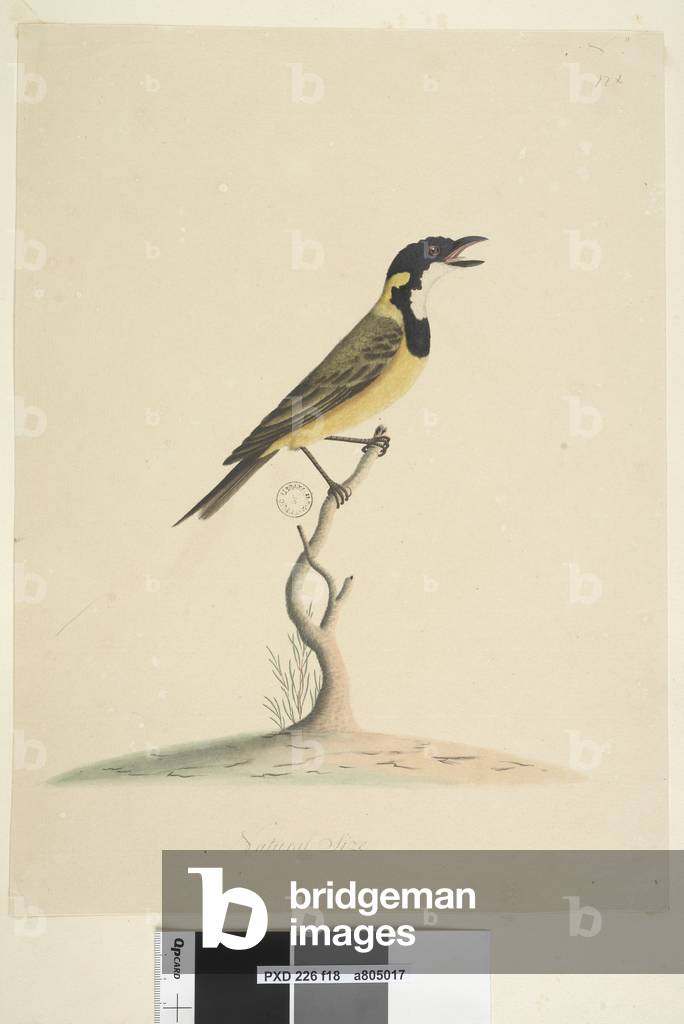 Page 18. Natural size Golden Whistler Pachycephala pectoralis, male, 1791-92 (w/c)