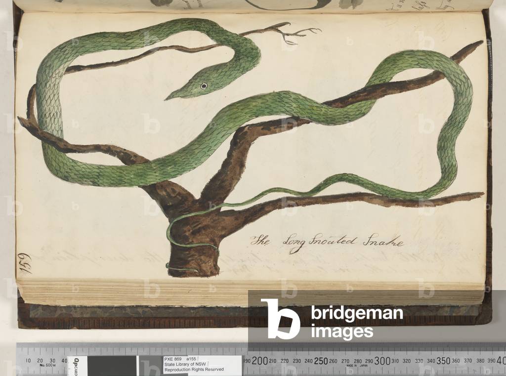 Page 159. The Long Snouted Snake, 1810-17 (w/c & manuscript text)