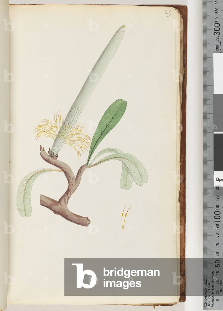 Page 29. Coast Banksia (w/c)