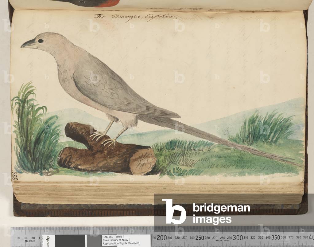 Page 335. The Merops Capher, 1810-17 (w/c & manuscript text)