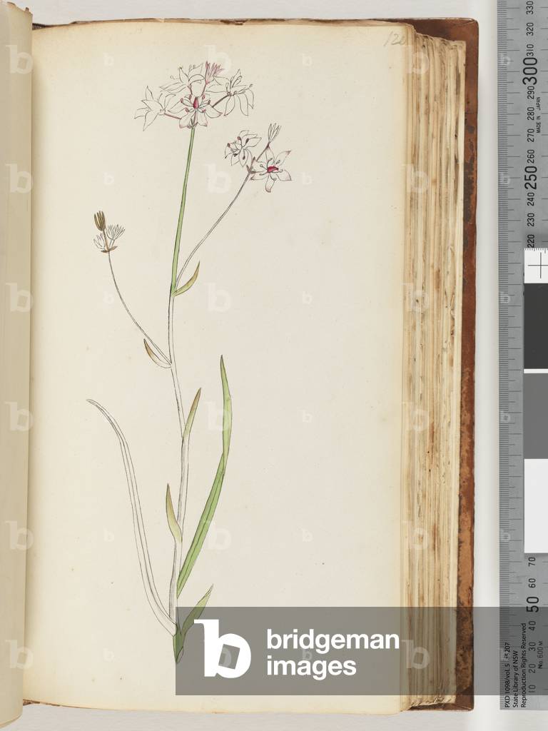 Page 120. No inscription, unfinished drawing, unidentified plant (w/c)