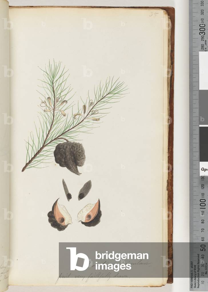 Page 35. Conchium aciculare / Fruit very faithfully drawn Hairy Needle bush (w/c)