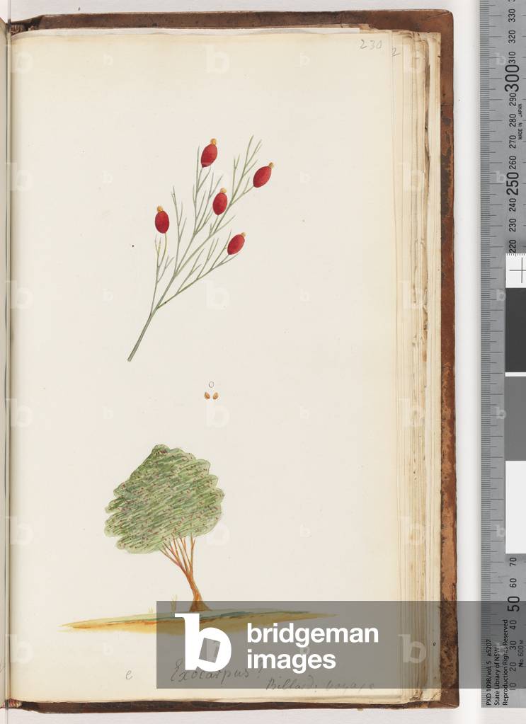 Page 230. e Exocarpus? Billard: voyage / The Cherry of New South Wales (Watling 440/375) (w/c)