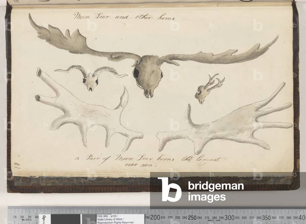 Page 10. Moose Deer and Other Horns five drawings, 1810-17 (w/c & manuscript text)