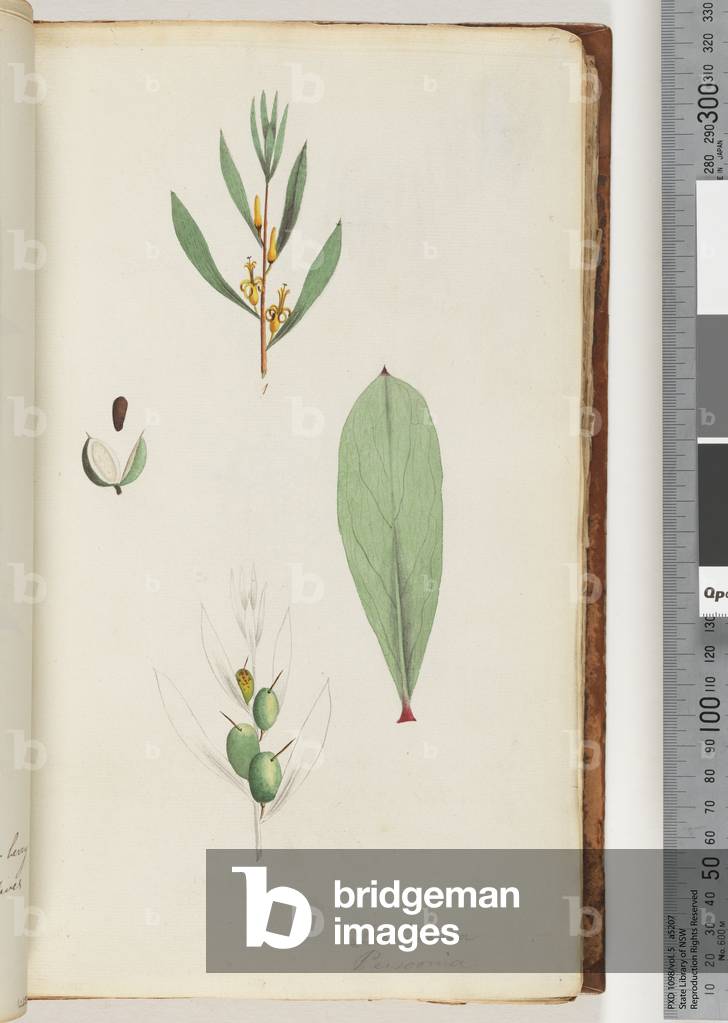 Page 42. Schraderia / Persoonia (w/c)