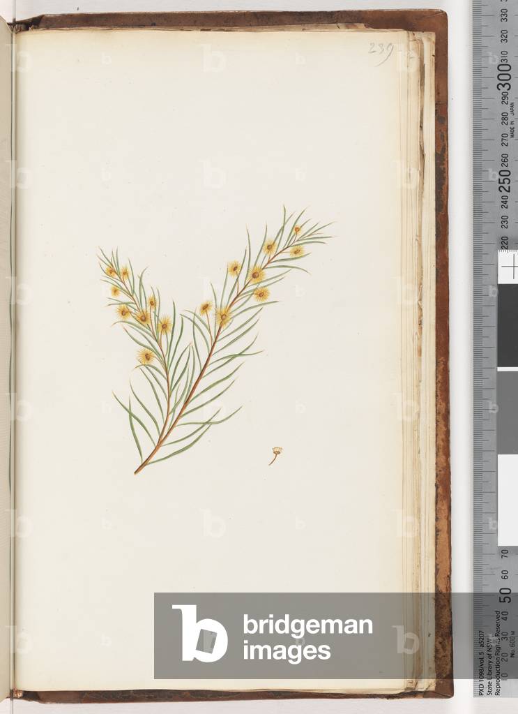 Page 239. Unidentified plant (w/c)