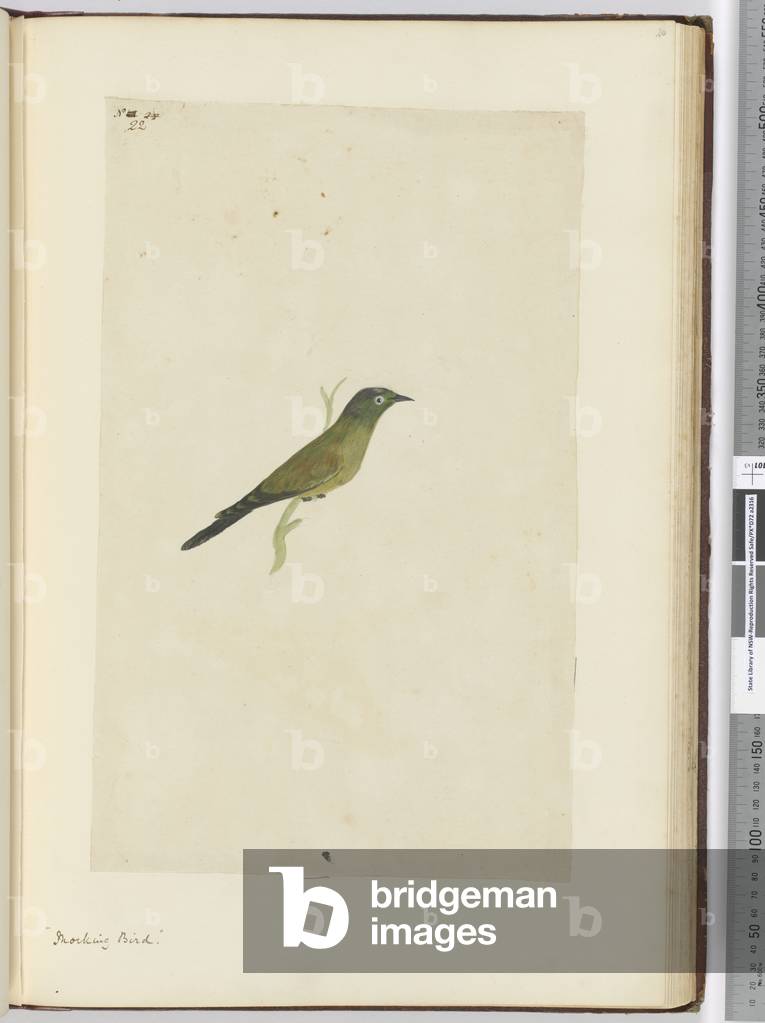F.22 'Mocking bird', 1772-75 (w/c)
