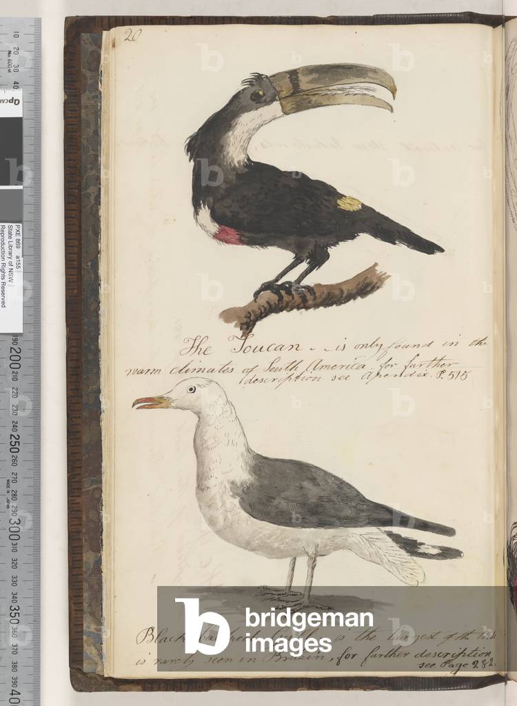 Page 20. The Toucan; Black Backed Gull, 1810-17 (w/c & manuscript text)