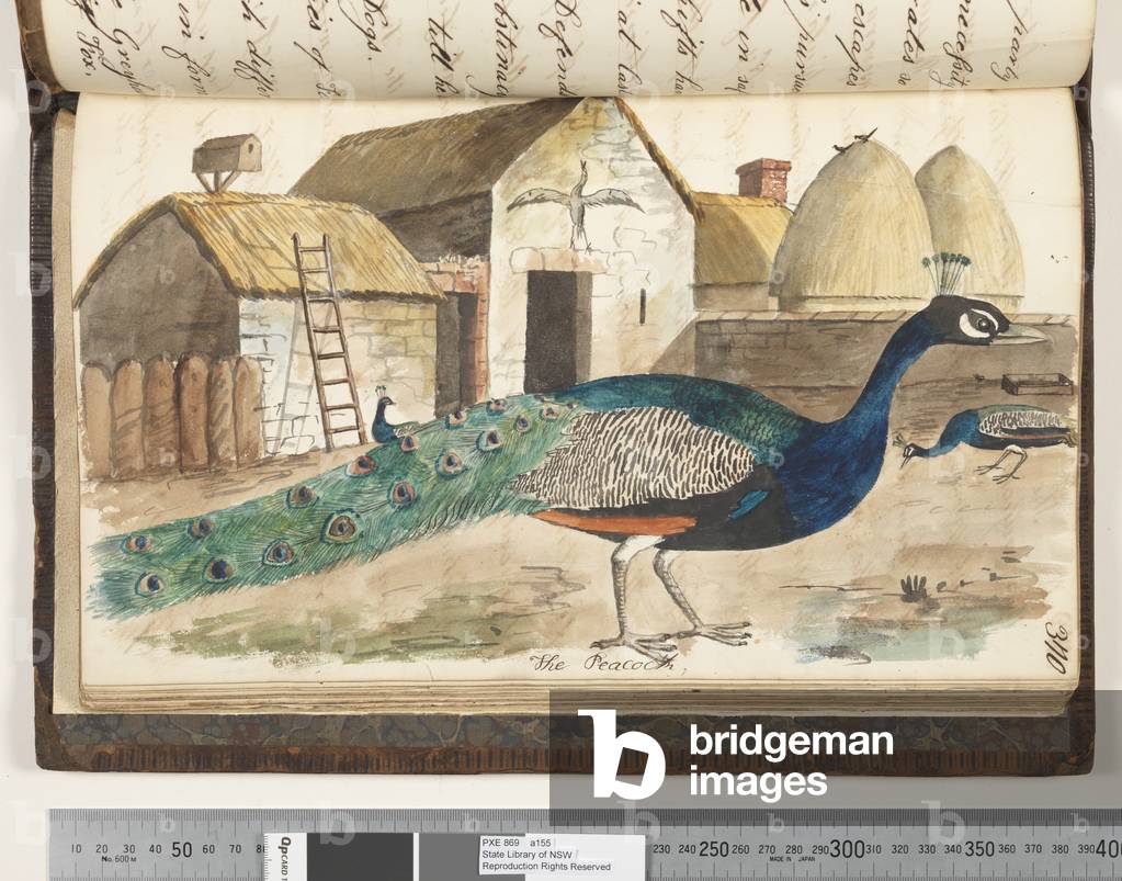 Page 370. The Peacock, 1810-17 (w/c & manuscript text)