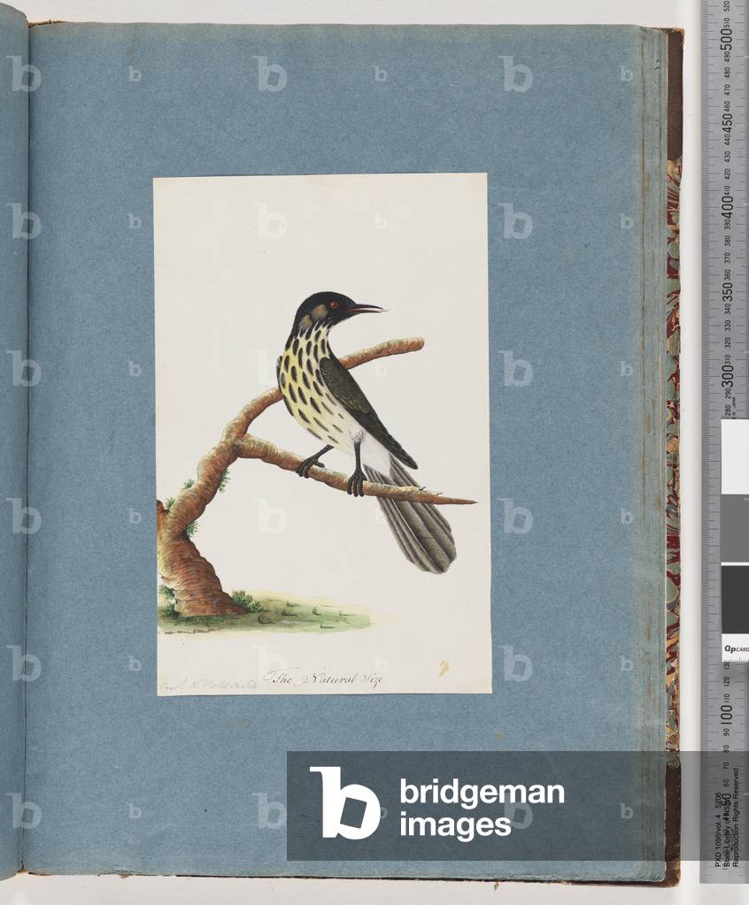 Page 100. New Holland Honeyeater. Certhia Novae Hollandiae (w/c on paper)
