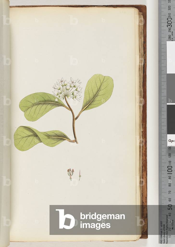Page 61a. The Mangrove Tree (w/c)