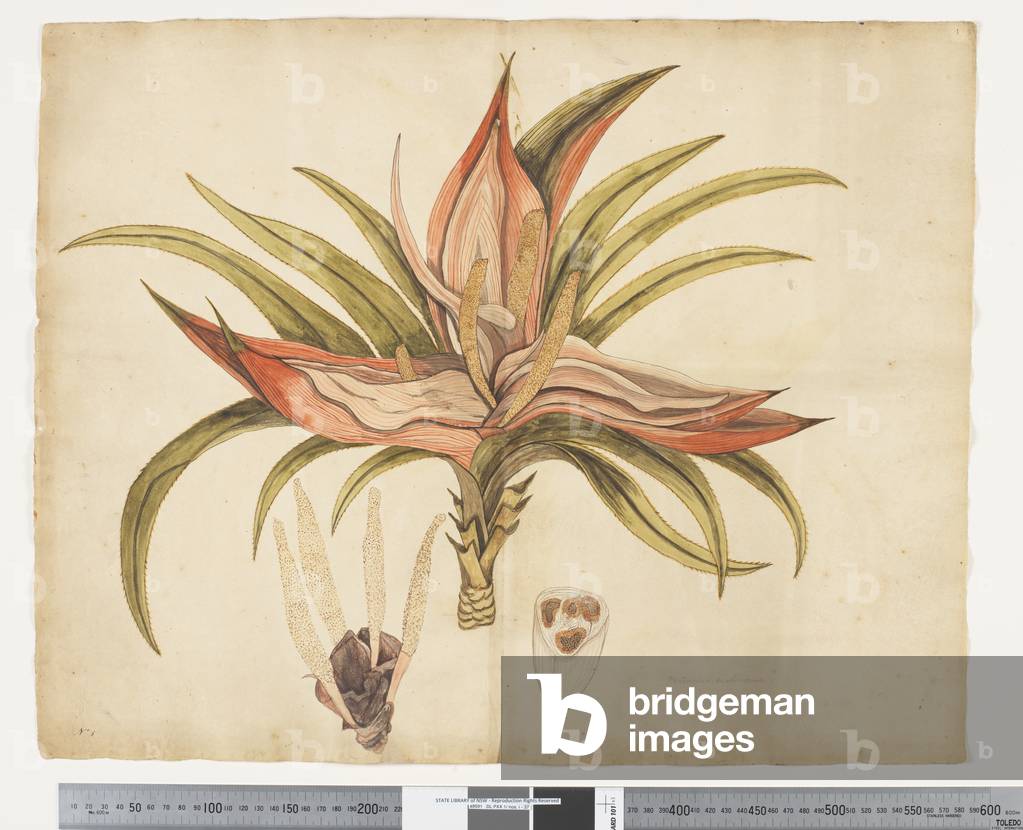 F.1 Freycinetia baueriana, c.1790-95 (w/c & ink on paper)