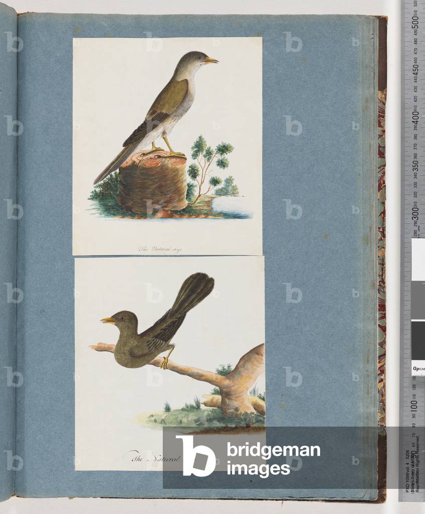 Page 115. Unidentified Bird. 116. Bell, miner (w/c on paper)