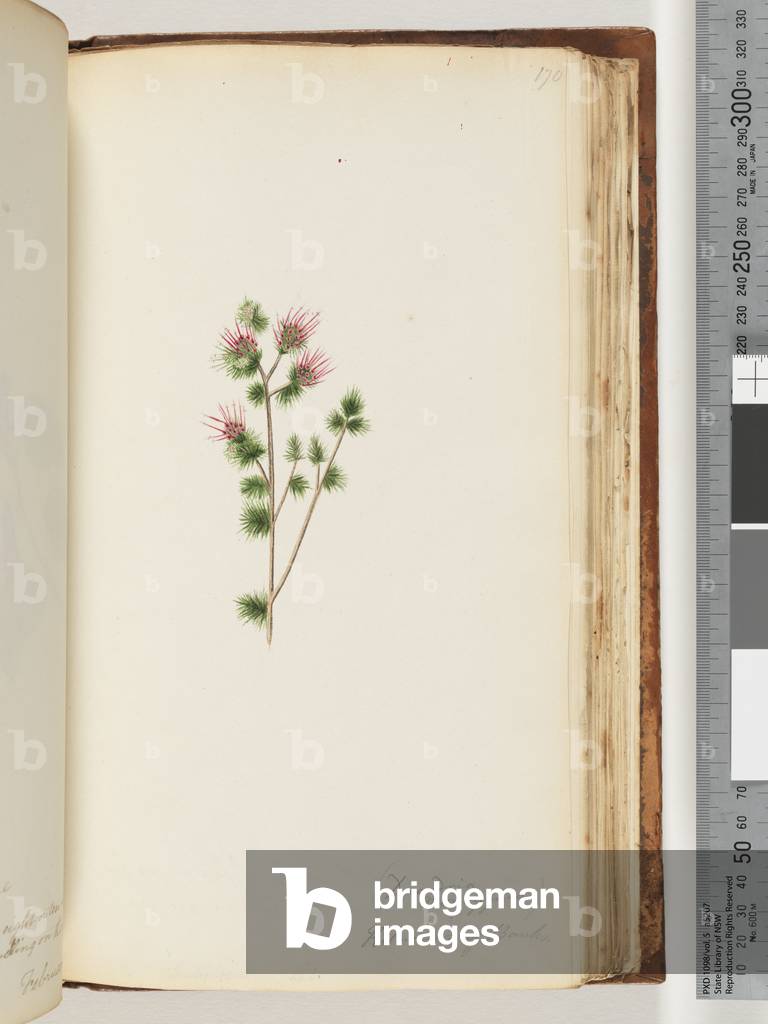 Page 170. Decandria monogynia. Kalmoides of Banks (w/c)