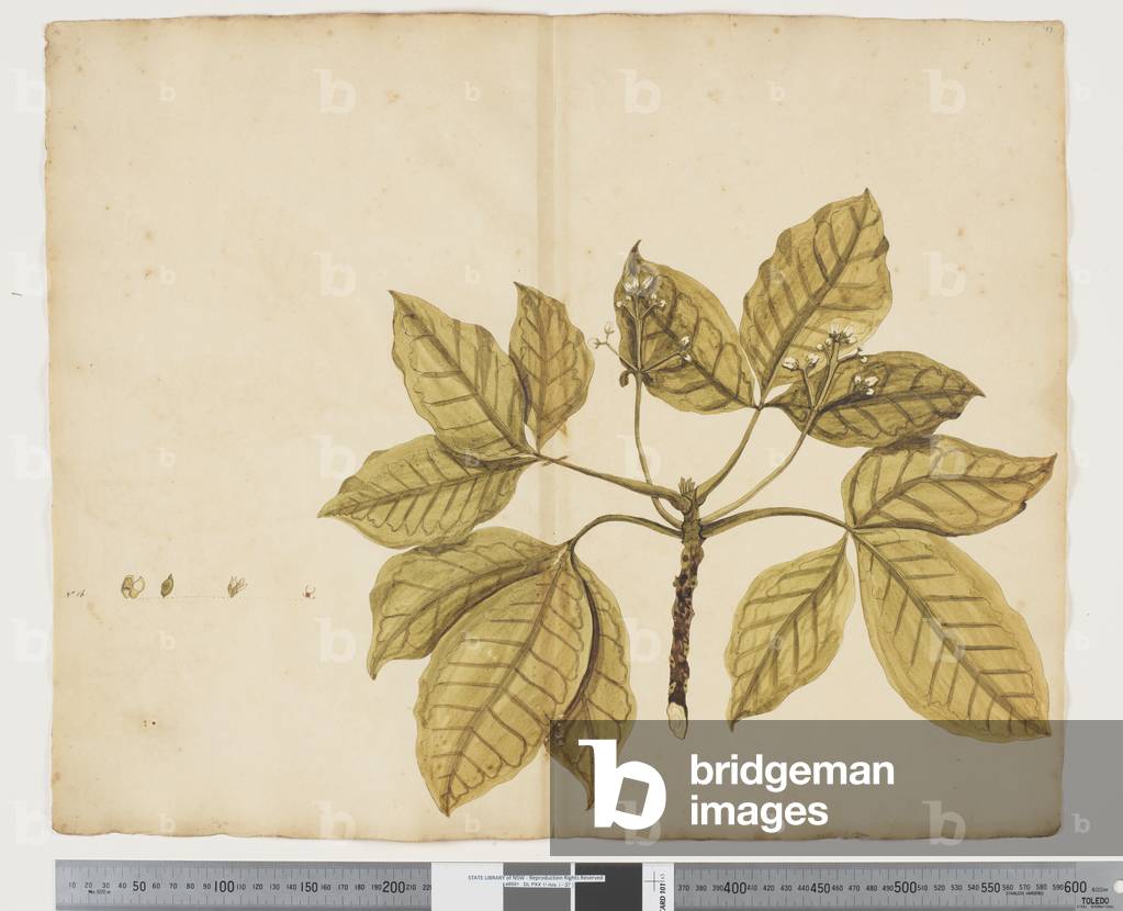 F.11 Evodia littoralis, c.1790-95 (w/c & ink on paper)