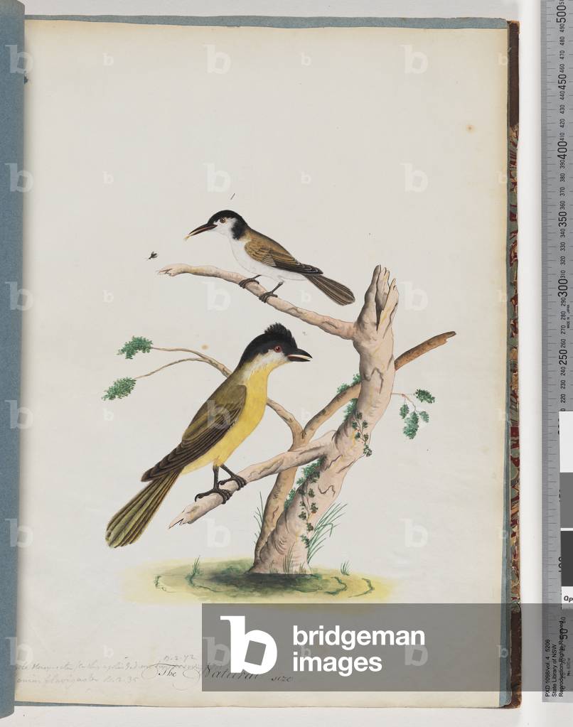 Page 37. 1. Unidentified bird. Agile Honeyeater. Black-Headed Creeper (Watling 185/106). 2. Unidentified bird. Lanius flavigaster. Yellow-bellied Shrike (Watling 106/30) (w/c on paper)