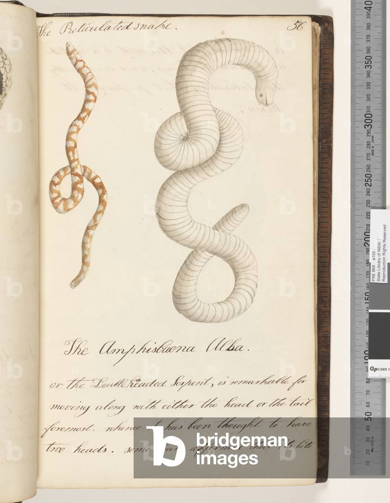 Page 56. The Reticulated snake; the Amphisbaena Alba or the Doubleheaded Serpent, 1810-17 (w/c & manuscript text)