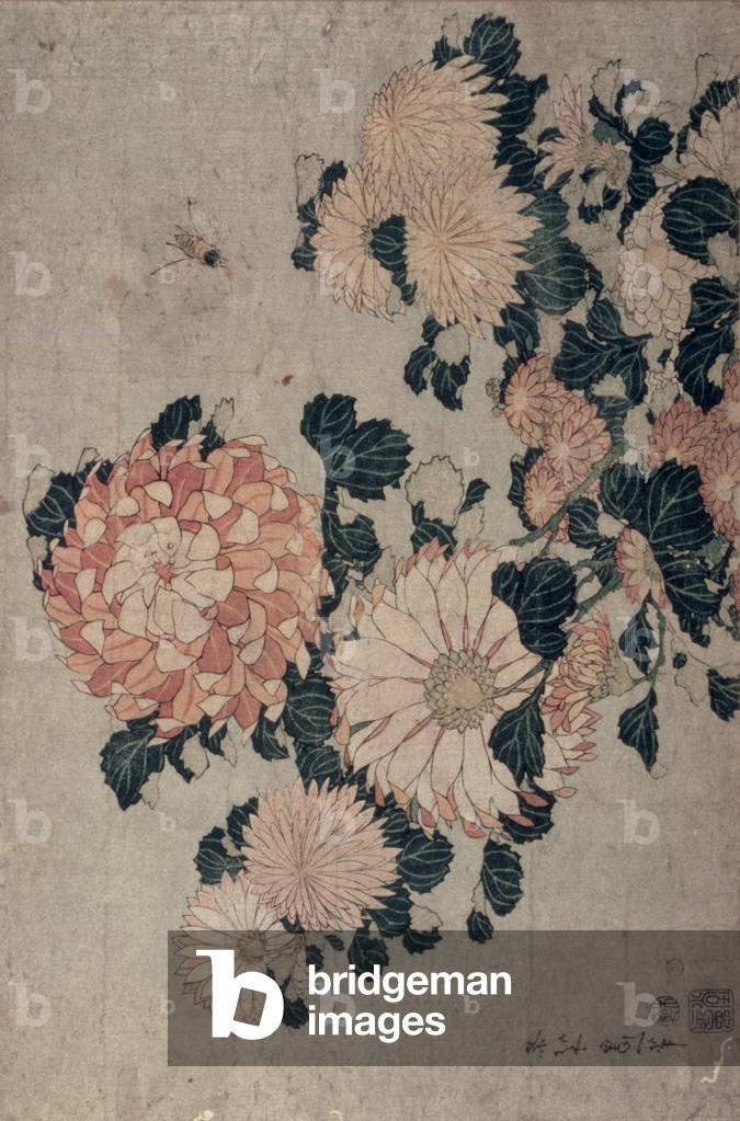 Chrysanthemums (colour woodblock)