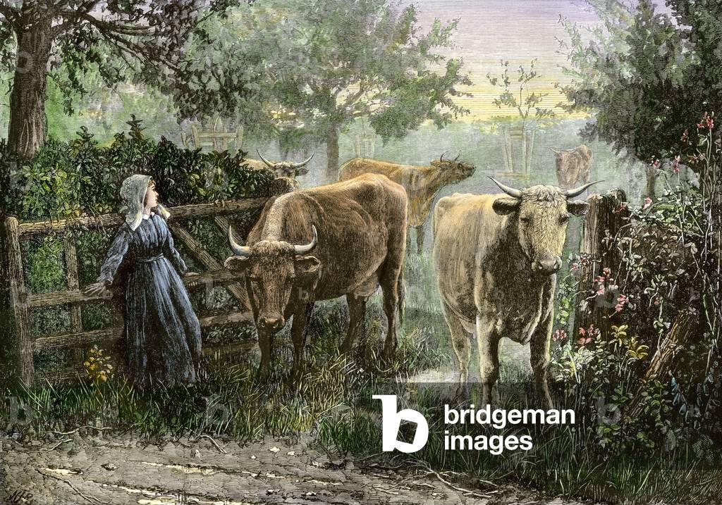 Immagine di Incisione "Figlia di un contadino che riporta il bestiame (mandria di mucche) alla fattoria. Incis
